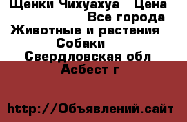 Щенки Чихуахуа › Цена ­ 12000-15000 - Все города Животные и растения » Собаки   . Свердловская обл.,Асбест г.